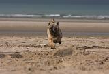 CAIRN TERRIER 369